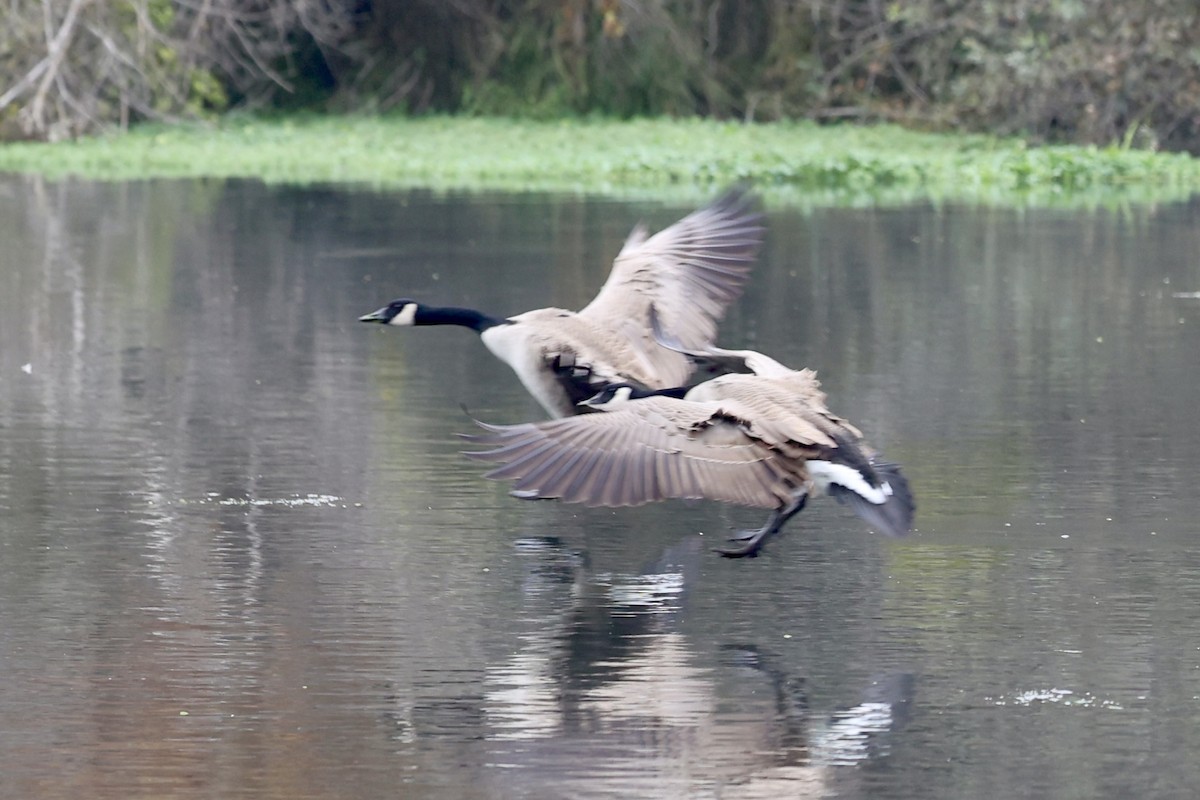 berneška velká (ssp. moffitti/maxima) - ML646302948