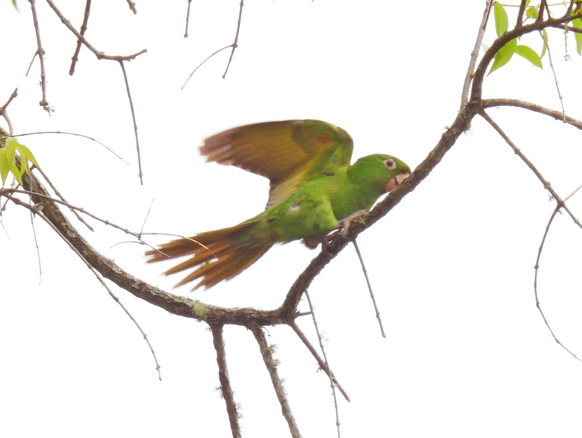 White-eyed Parakeet - ML646302951