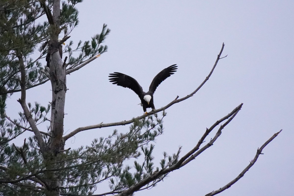 Bald Eagle - ML646302955