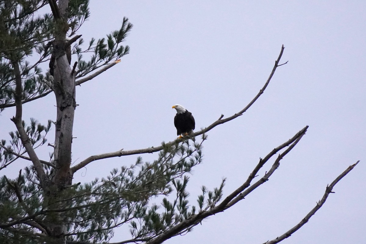 Bald Eagle - ML646302957