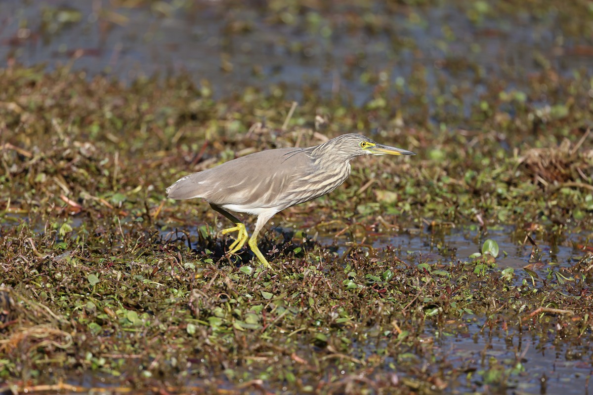 Indian Pond-Heron - ML646302959