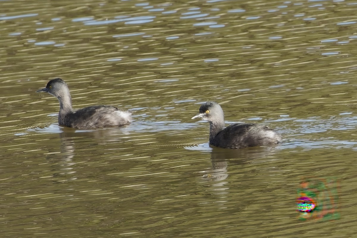 Least Grebe - ML646302962