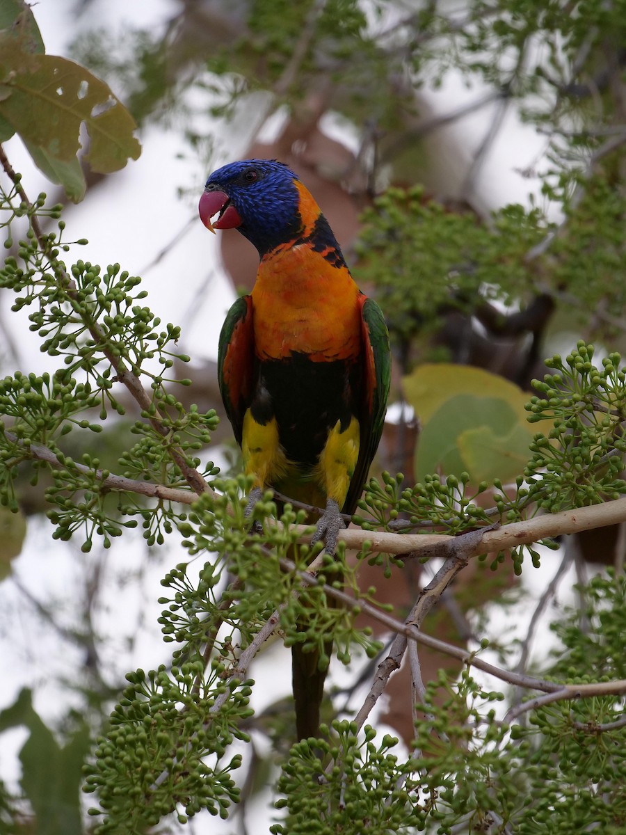 Red-collared Lorikeet - ML646302967