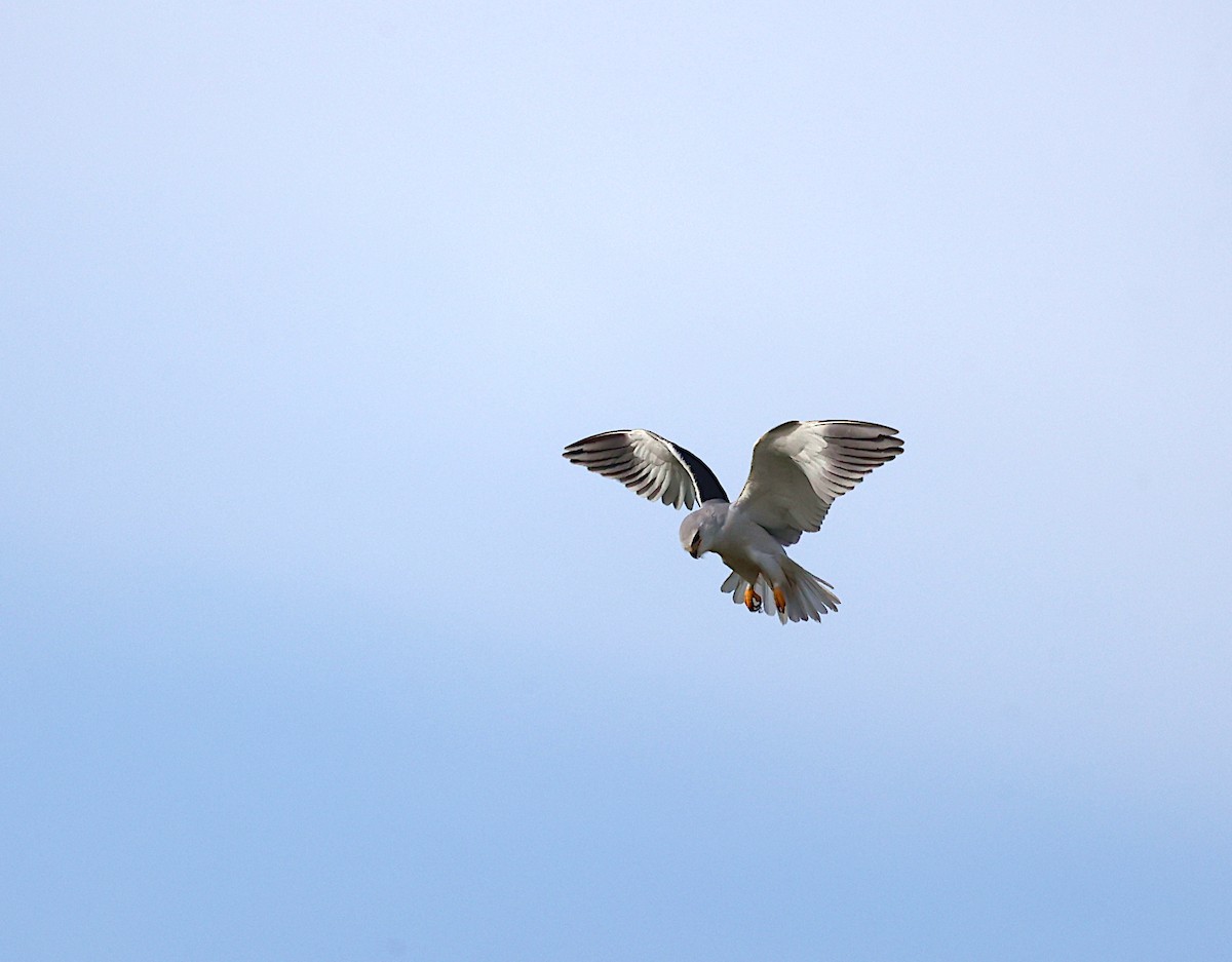 Black-winged Kite - ML646302968