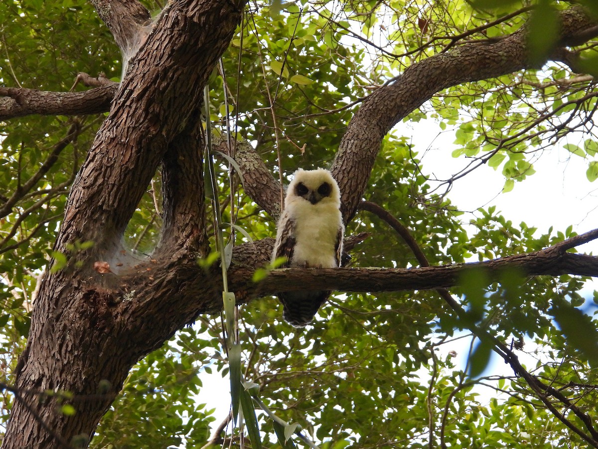 Madagascar Owl - ML646302969