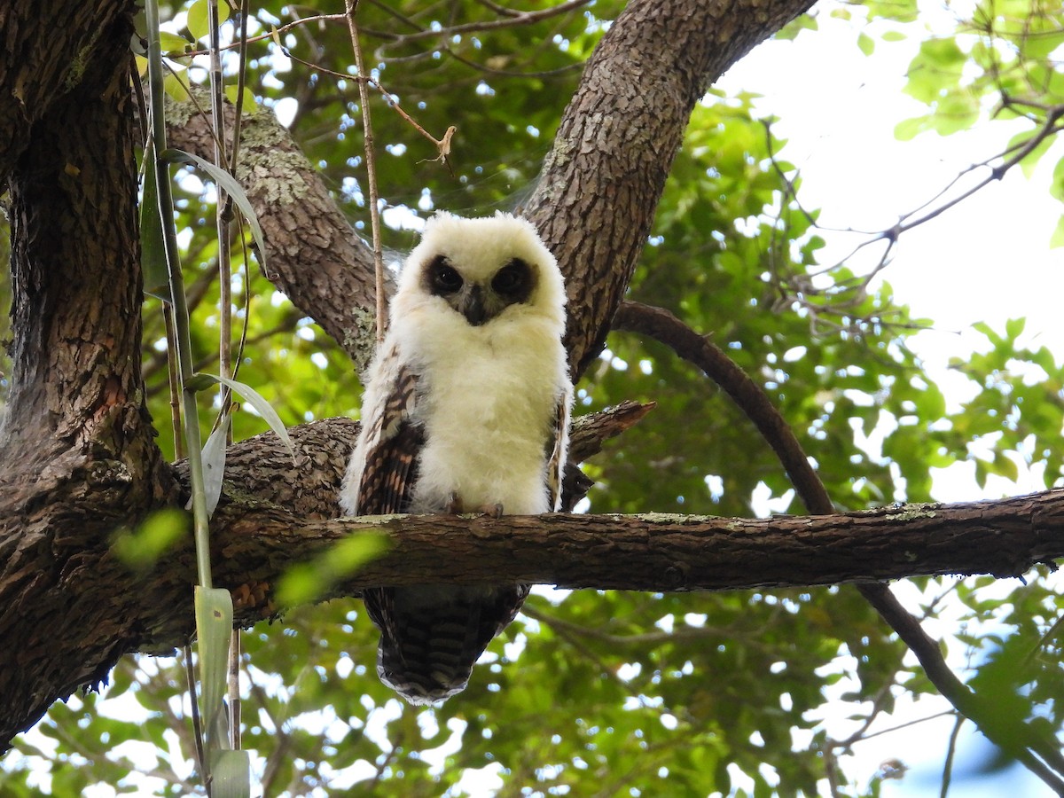 Madagascar Owl - ML646302970