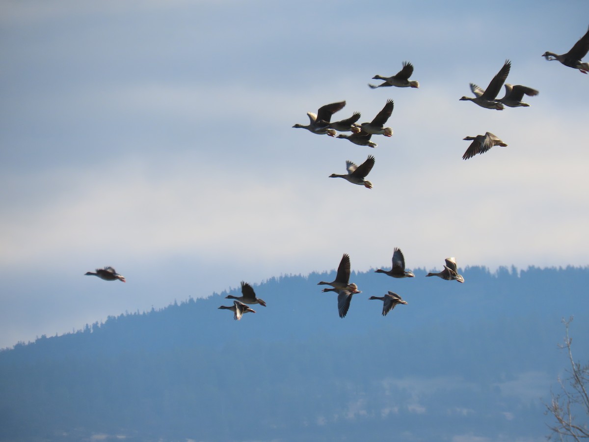 Greater White-fronted Goose - ML646302974