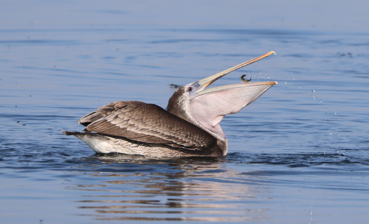 Brown Pelican - ML646302975