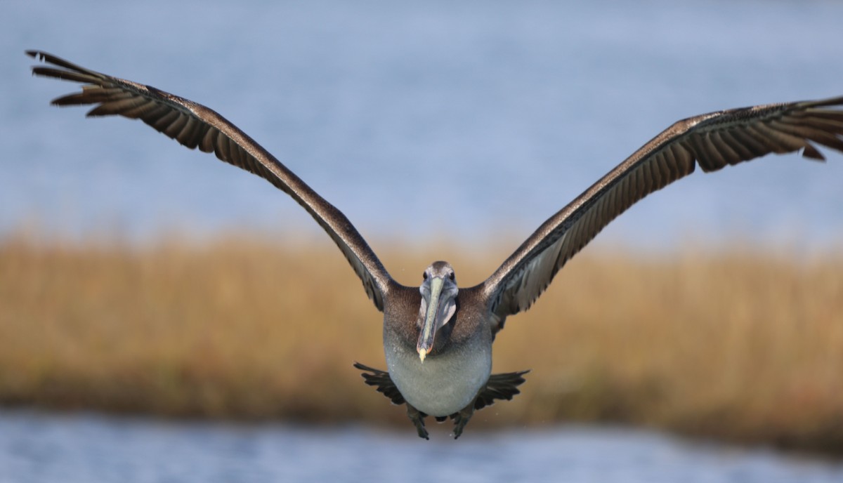 Brown Pelican - ML646302976