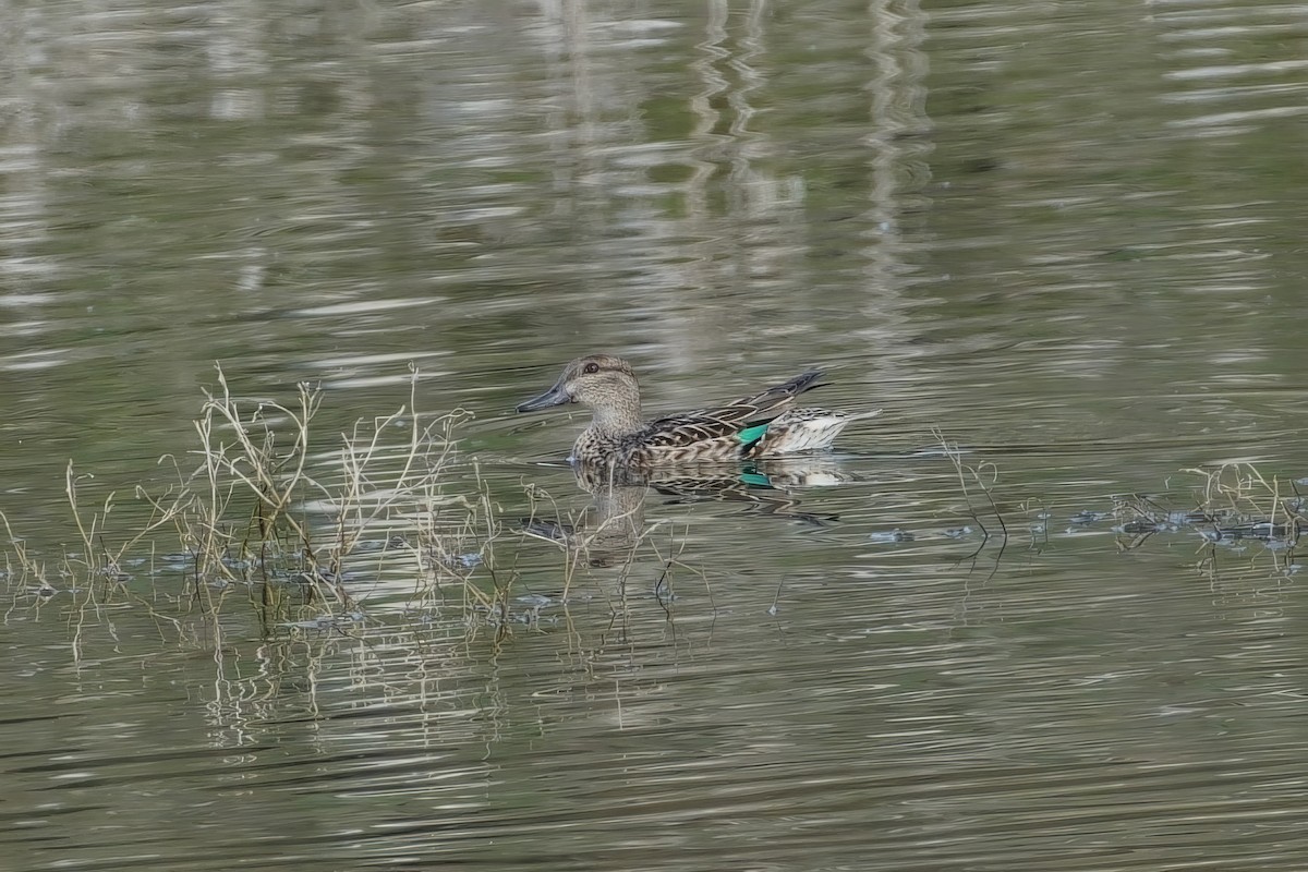 Çamurcun - ML646302978