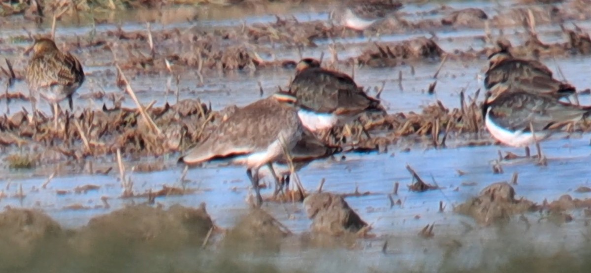 Sociable Lapwing - ML646302981