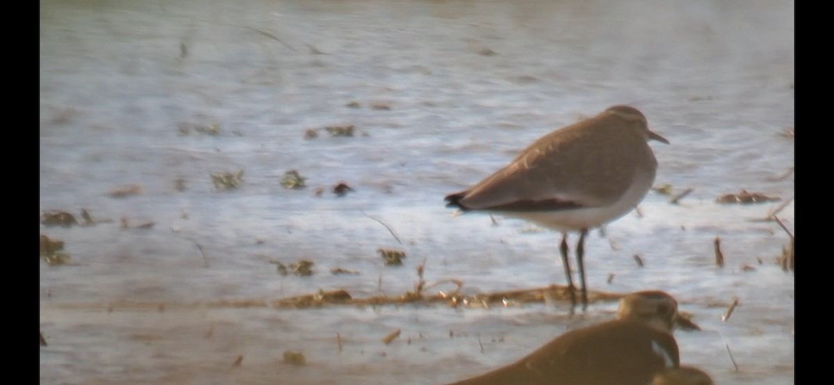 Sociable Lapwing - ML646302982