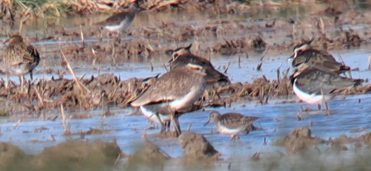 Sociable Lapwing - ML646302983