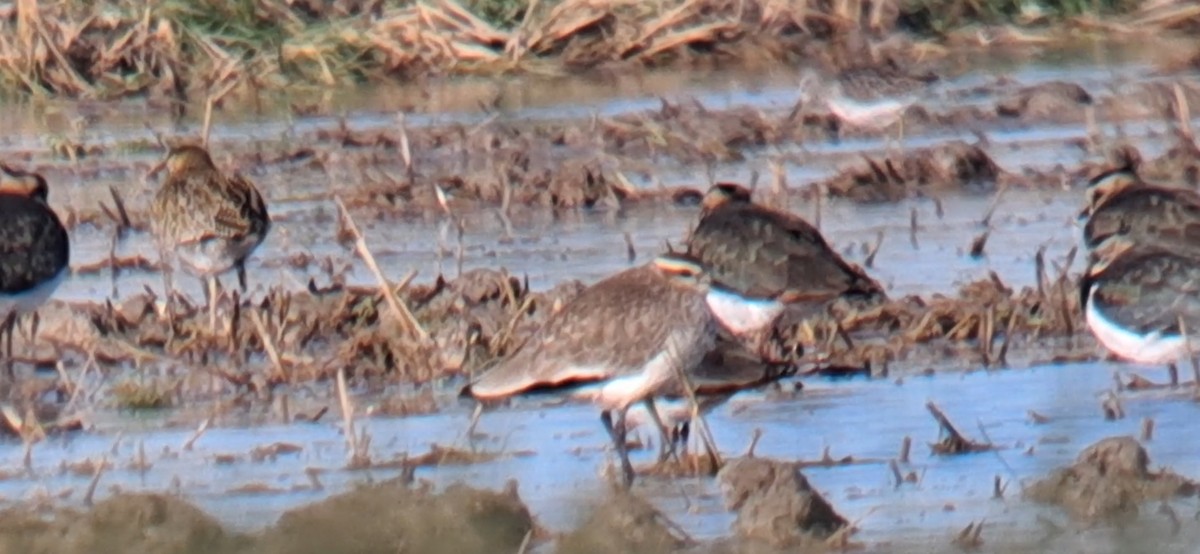 Sociable Lapwing - ML646302984