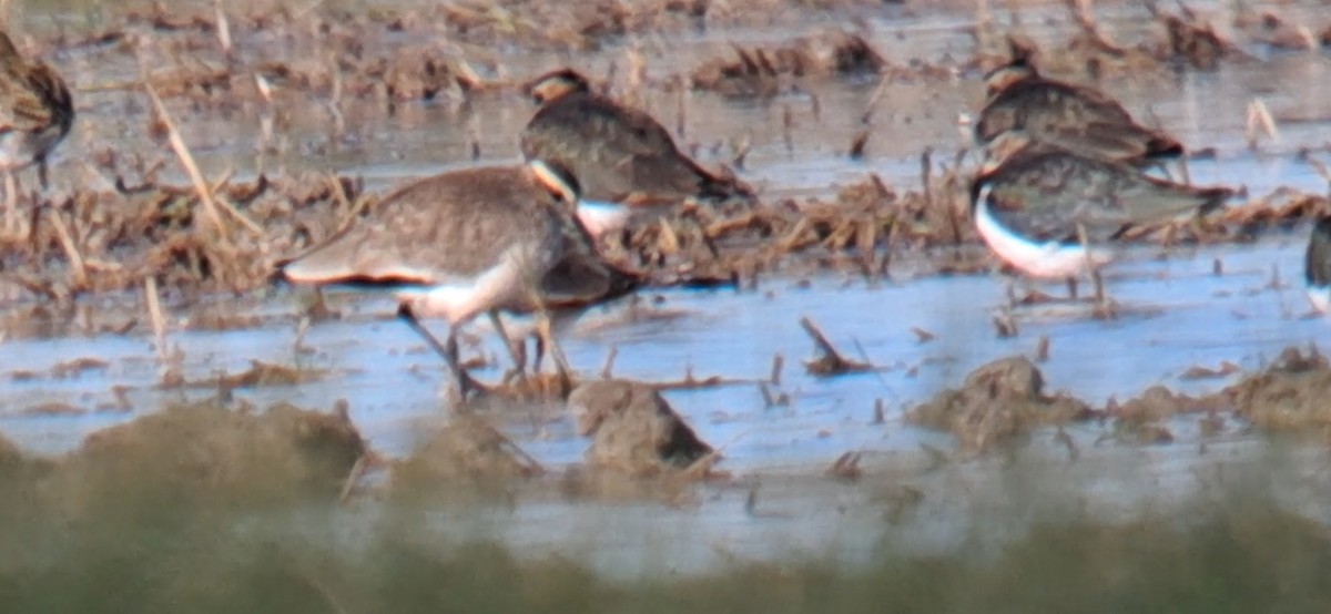 Sociable Lapwing - ML646302985