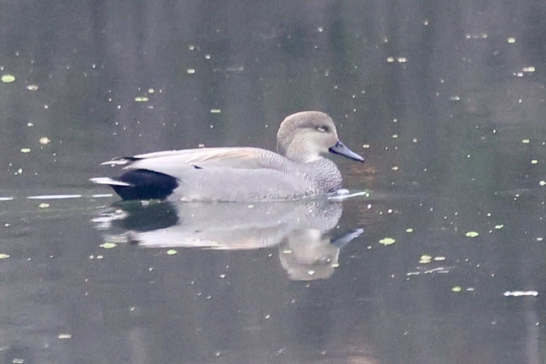 Ipar-ahatea - ML646302987