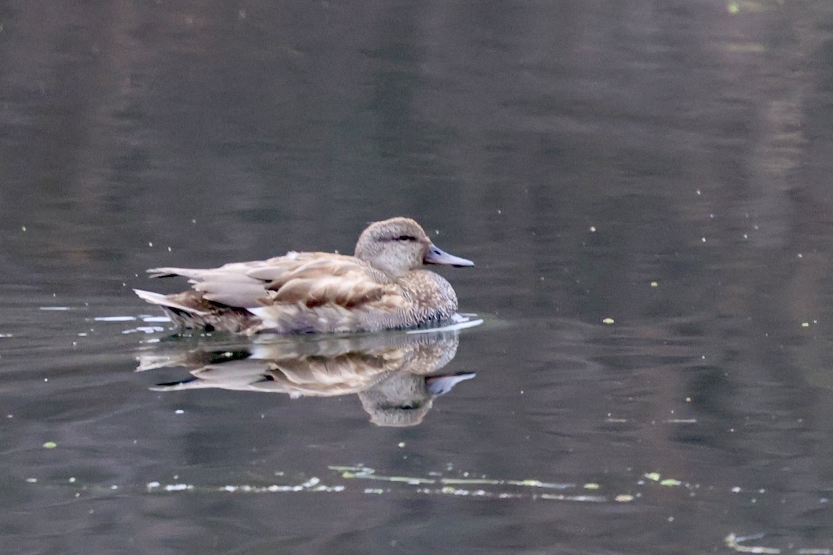 Ipar-ahatea - ML646302988