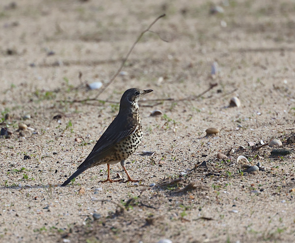 Mistle Thrush - ML646302990