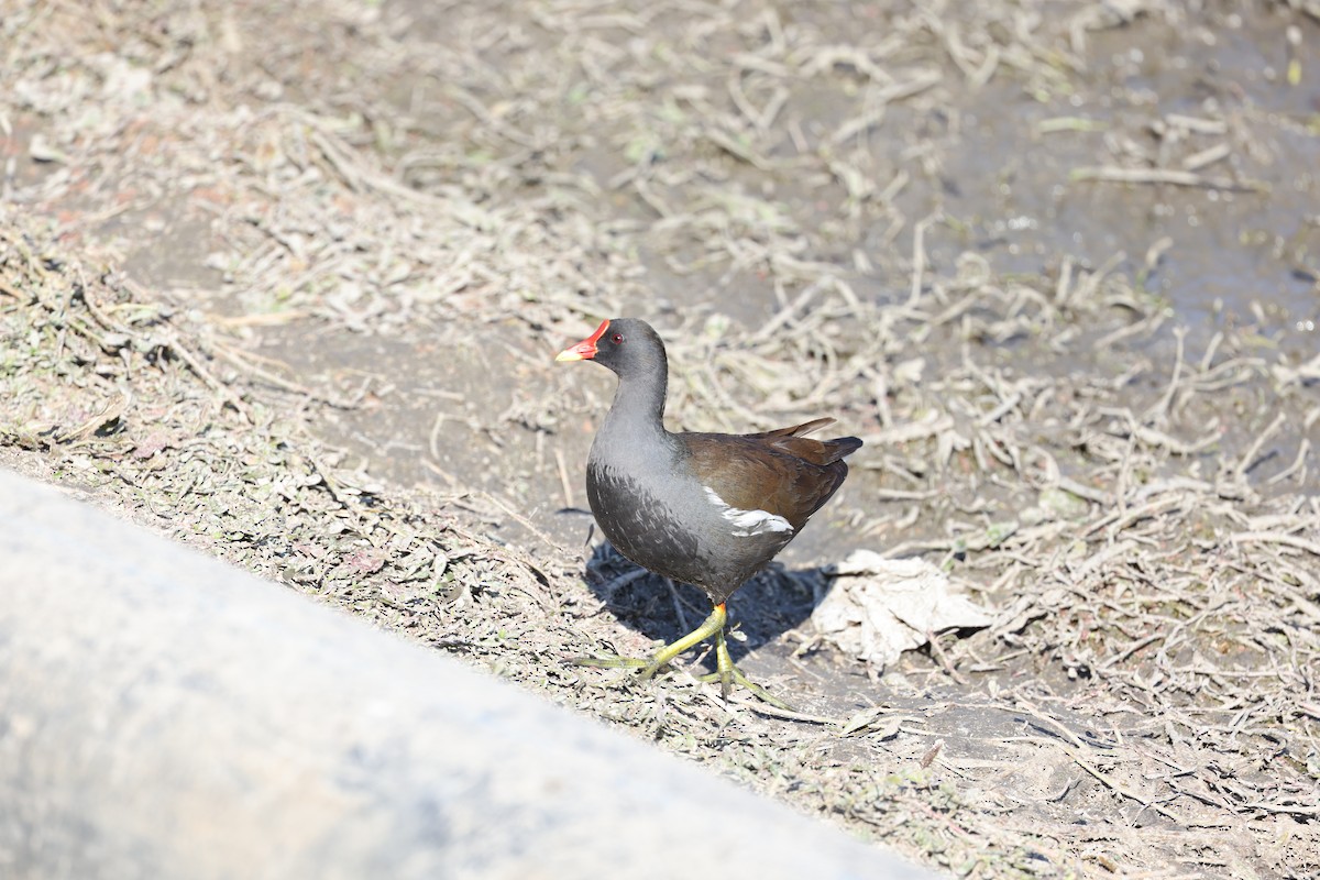Eurasian Moorhen - ML646302991