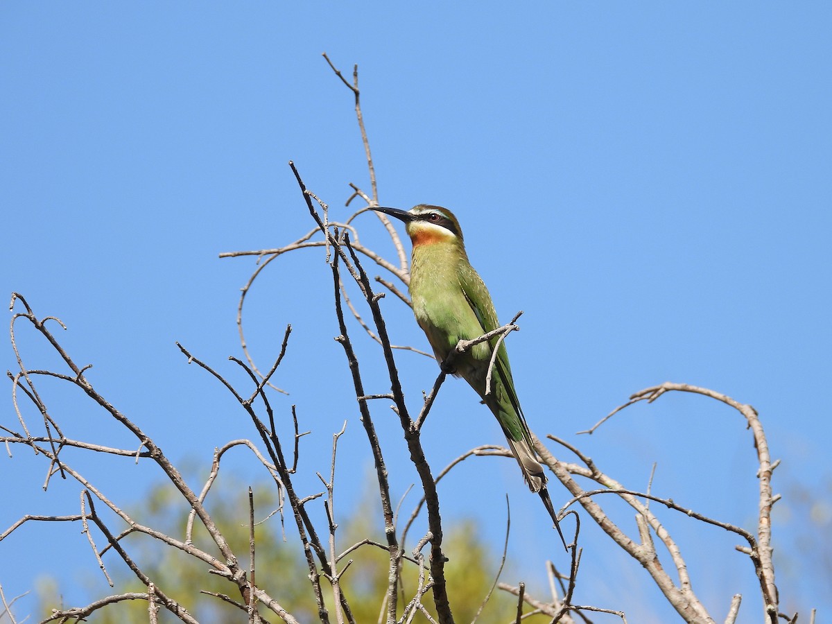 Olive Bee-eater - ML646302996