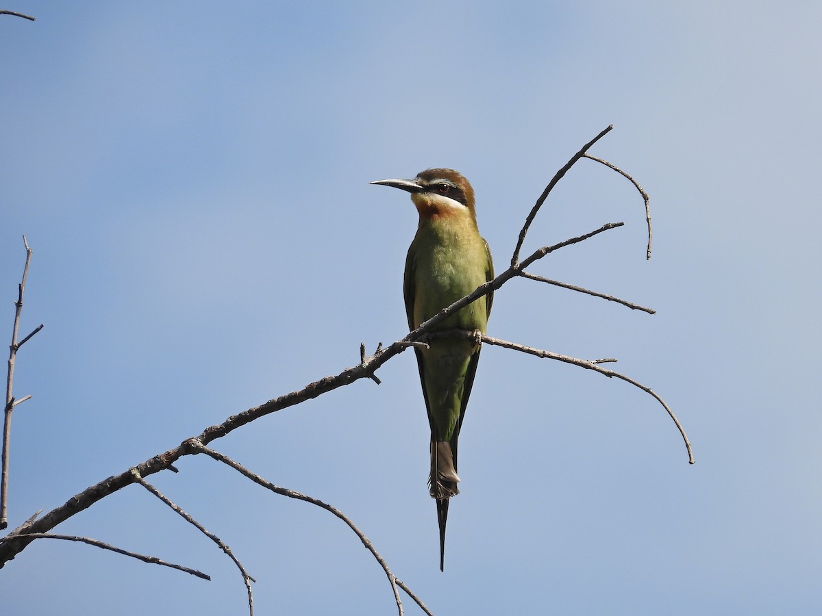 Olive Bee-eater - ML646302997