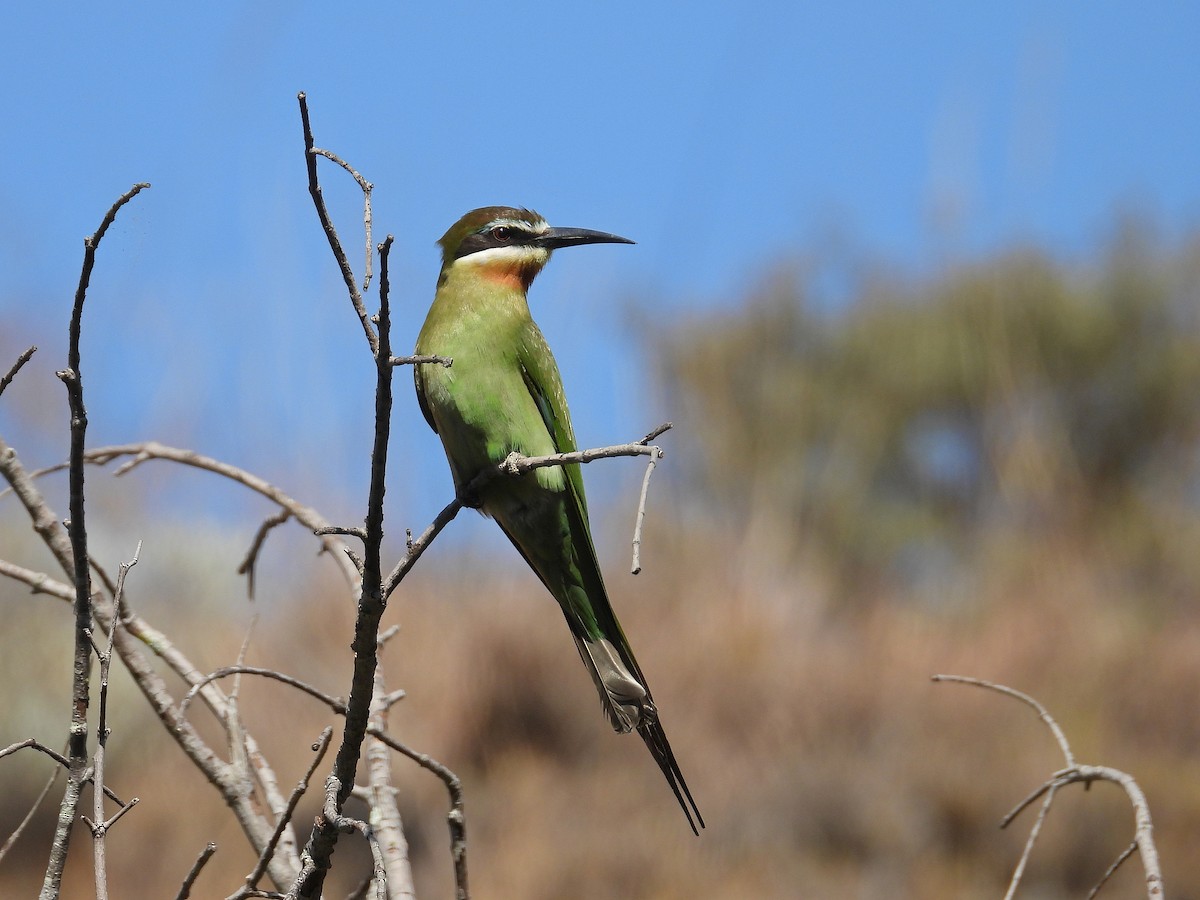 Olive Bee-eater - ML646302998