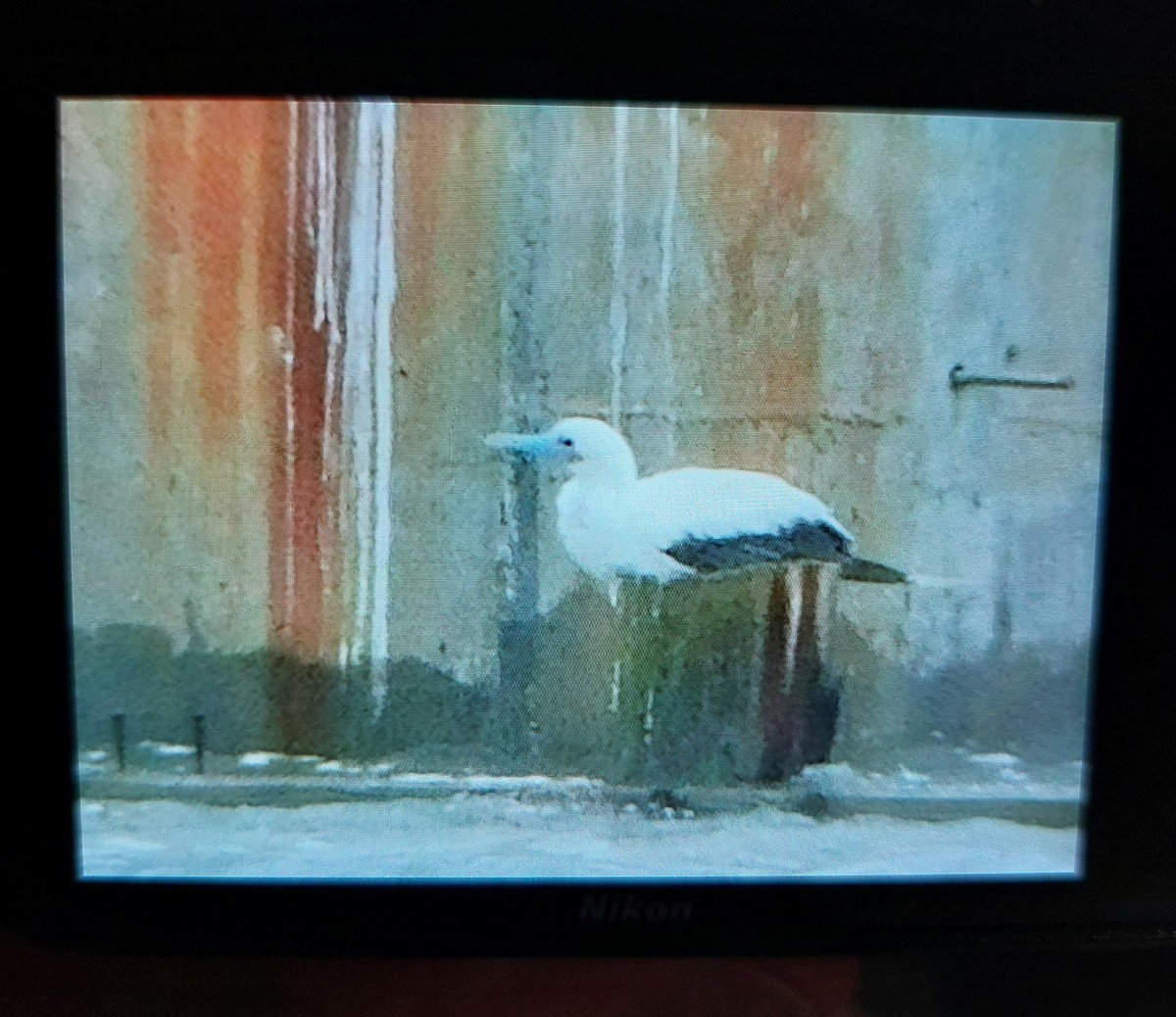 Сула червононога - ML646303000