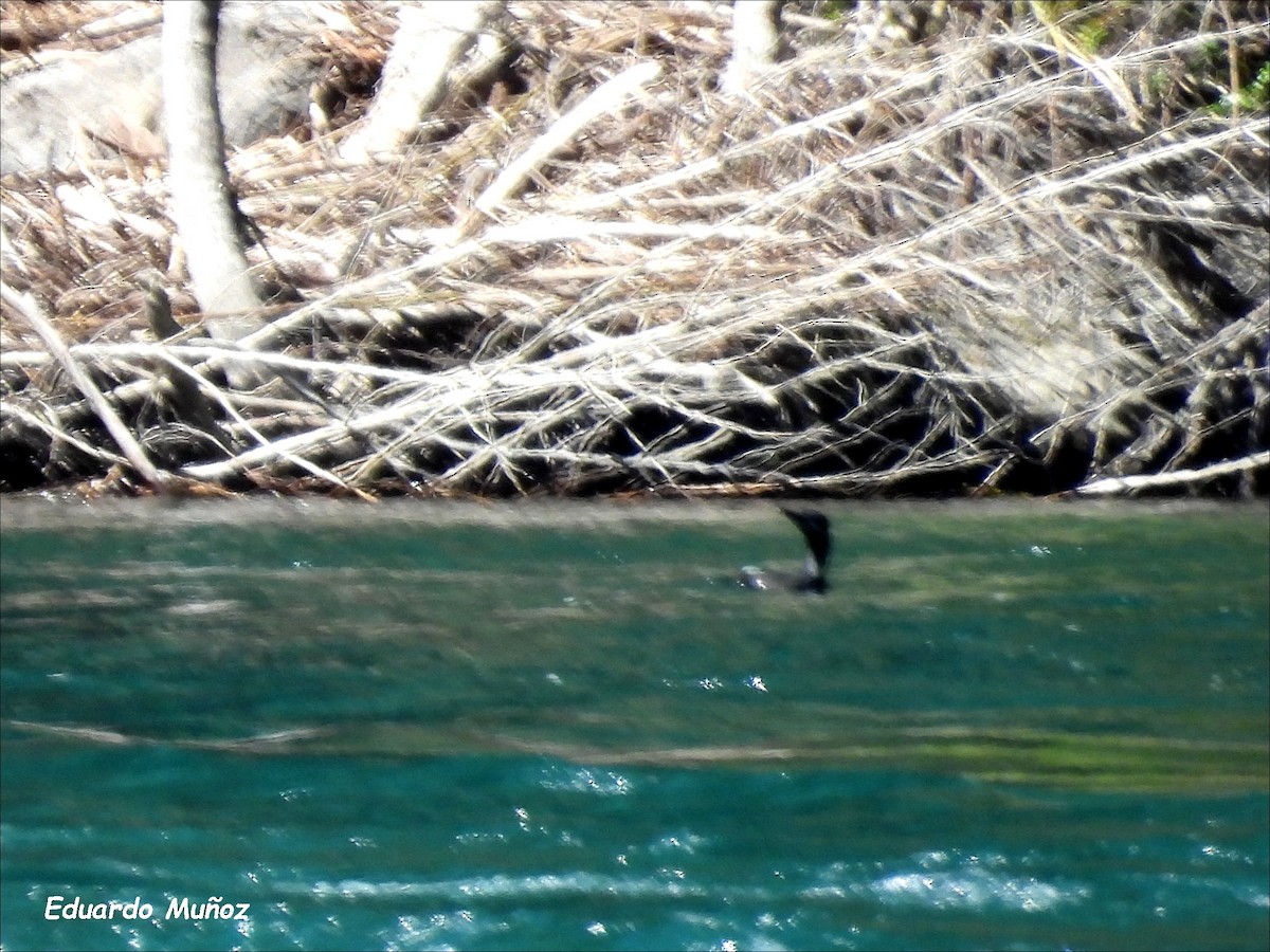 Neotropic Cormorant - ML646303001