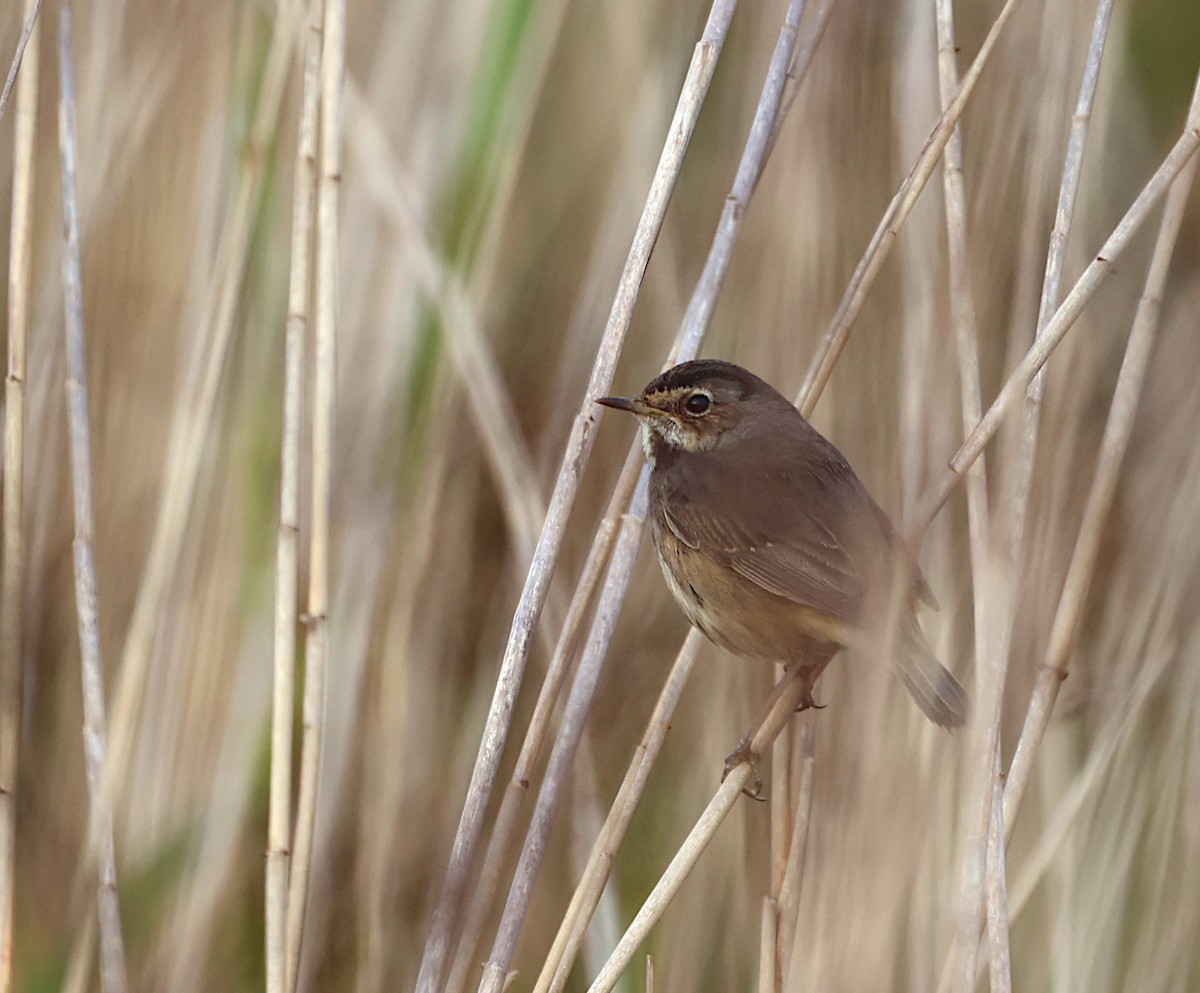 Bluethroat - ML646303003