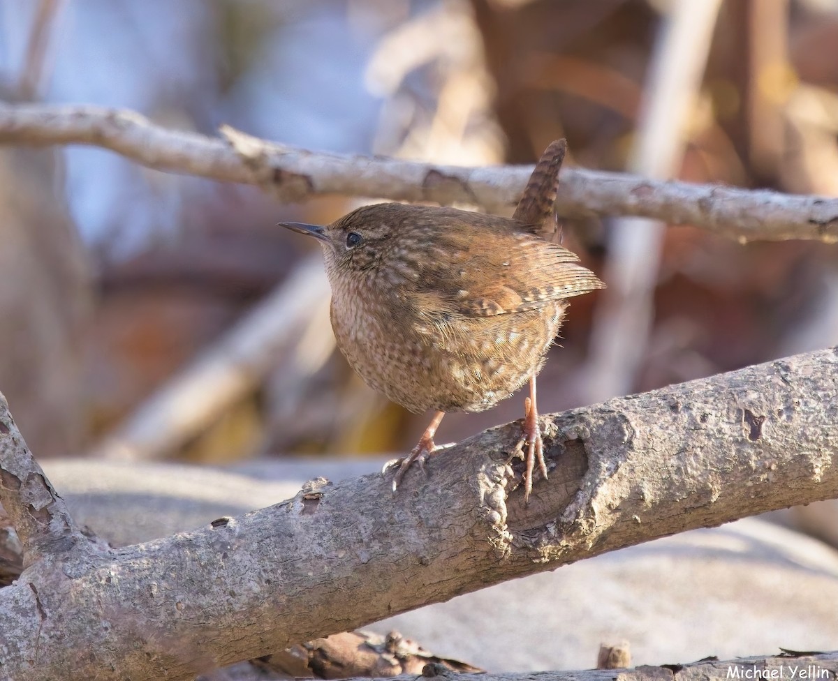 フユミソサザイ - ML646303005