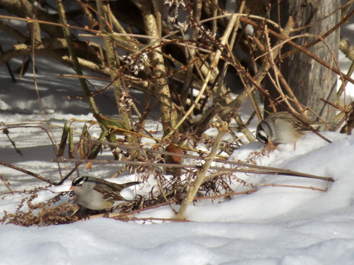 White-crowned Sparrow (Dark-lored) - ML646303007