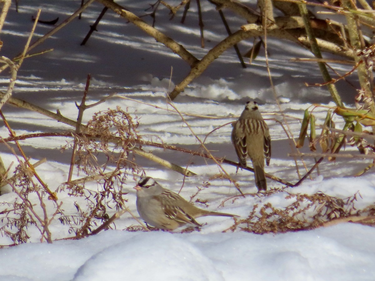 White-crowned Sparrow (Dark-lored) - ML646303008