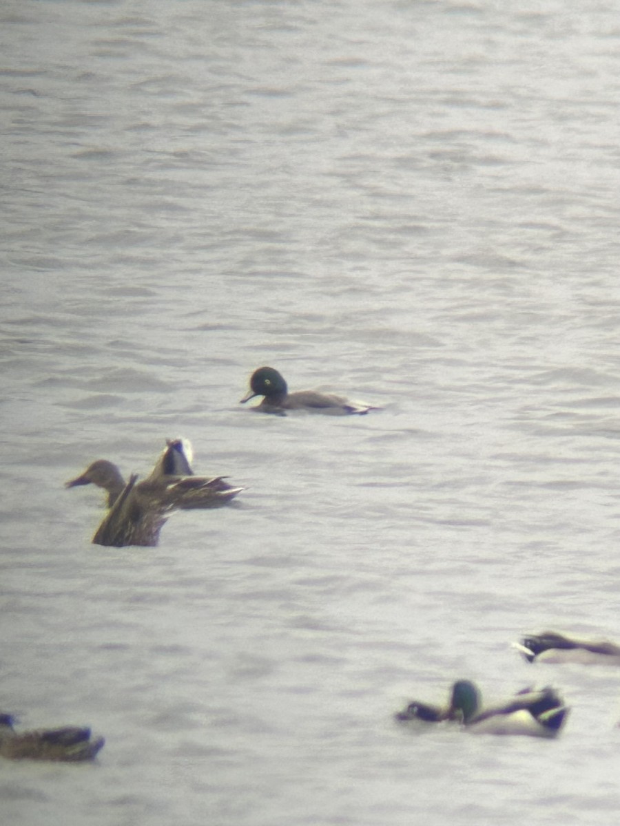 雑種 アメリカヒドリ ｘ マガモ - ML646303012