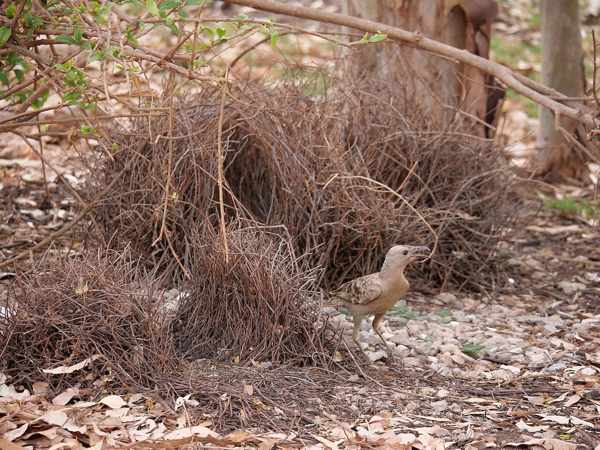 Great Bowerbird - ML646303013