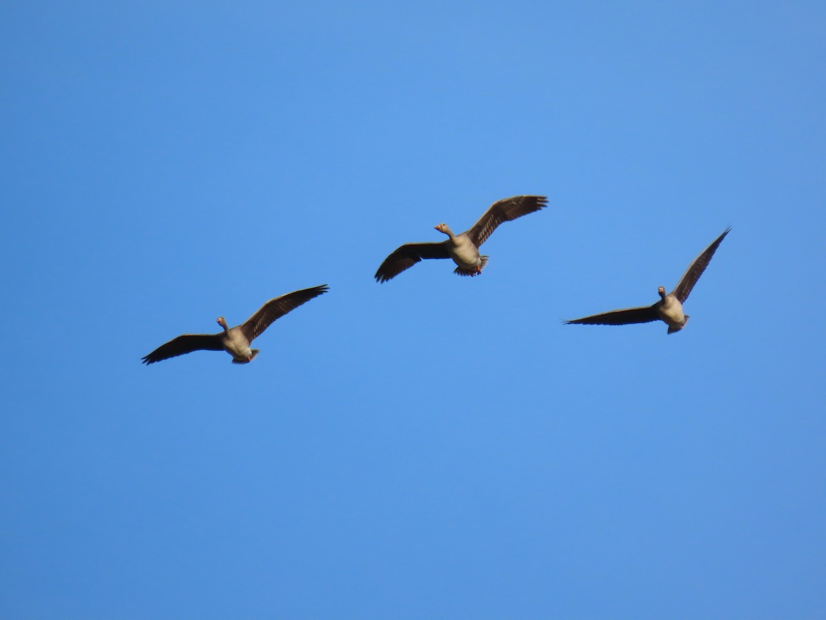 Greater White-fronted Goose - ML646303014