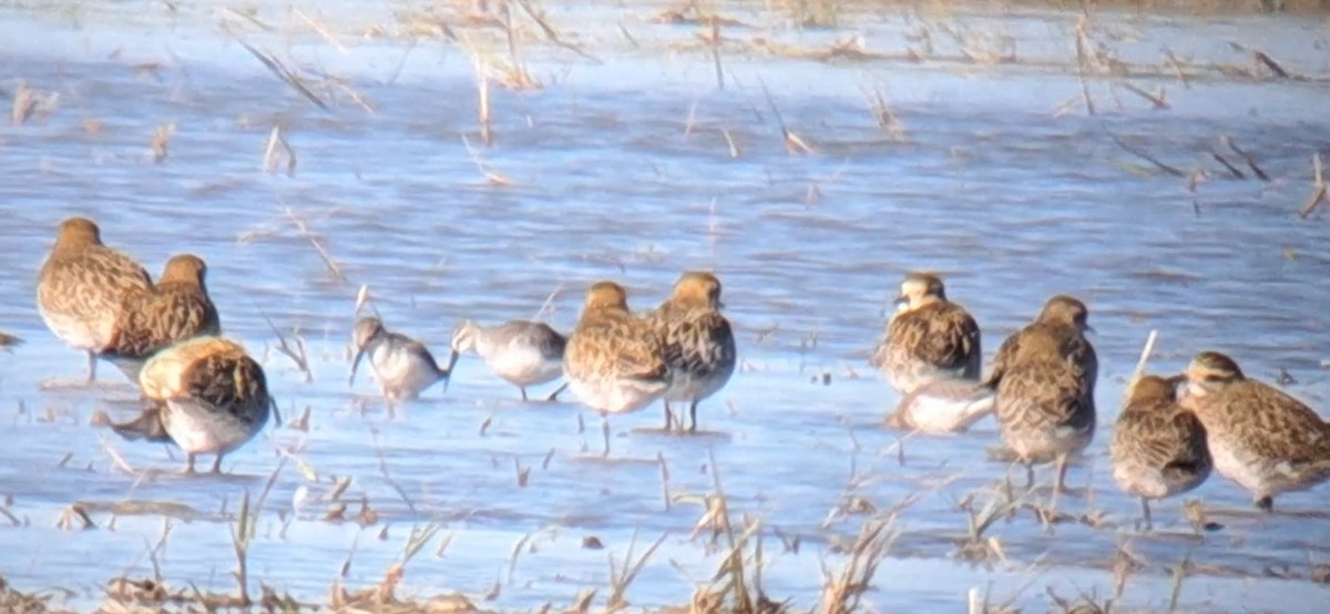 Curlew Sandpiper - ML646303019