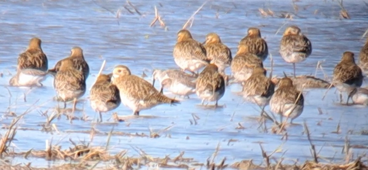 Curlew Sandpiper - ML646303021
