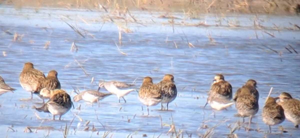 Curlew Sandpiper - ML646303022