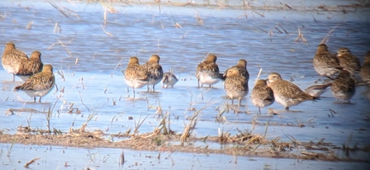 Curlew Sandpiper - ML646303023