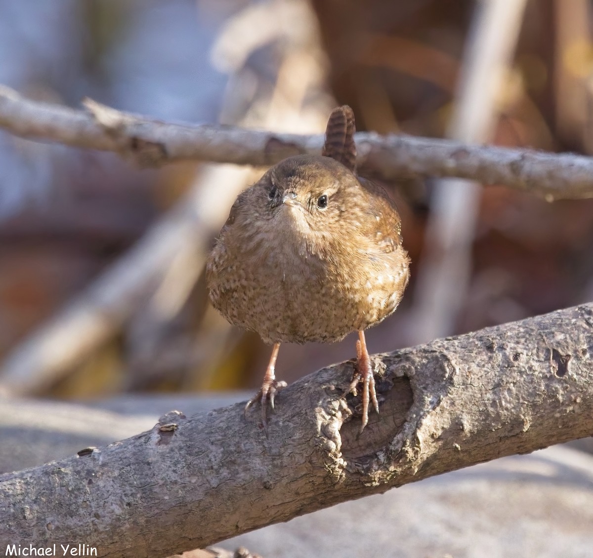 フユミソサザイ - ML646303026