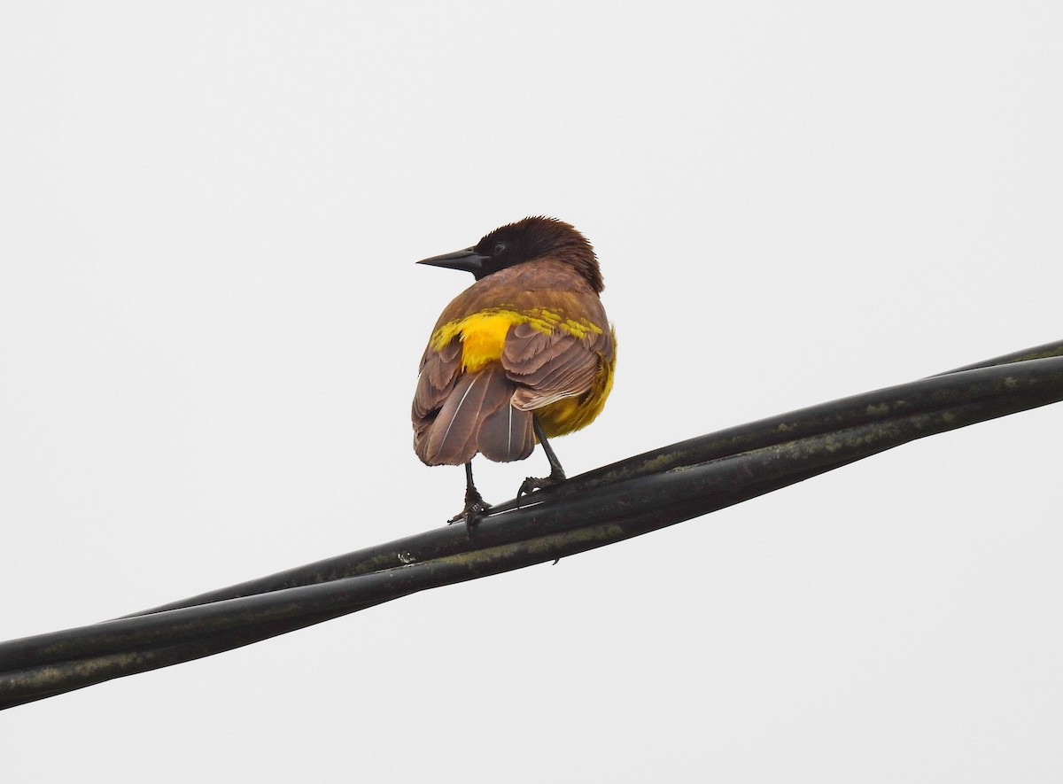 Yellow-rumped Marshbird - ML646303030