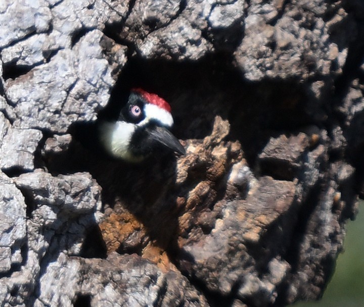 Acorn Woodpecker - ML646303032