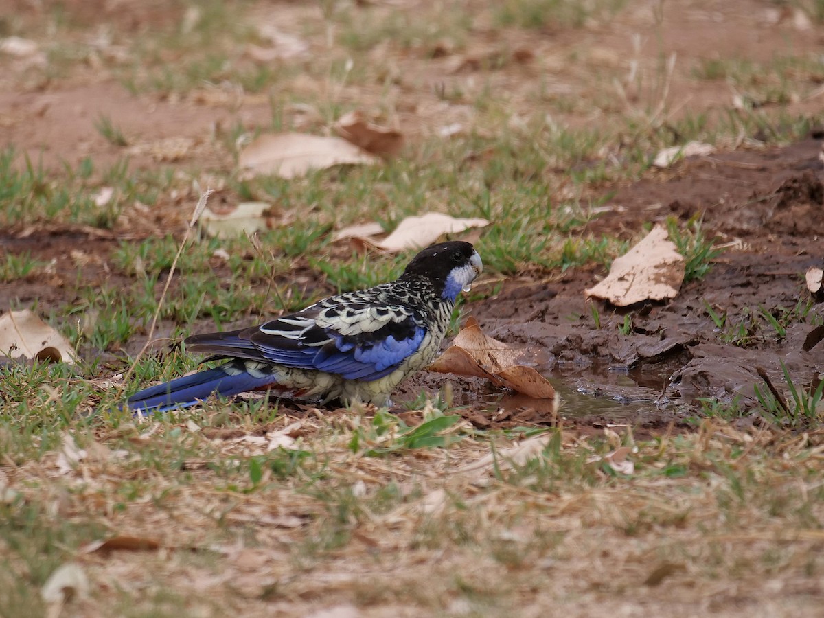 Northern Rosella - ML646303034