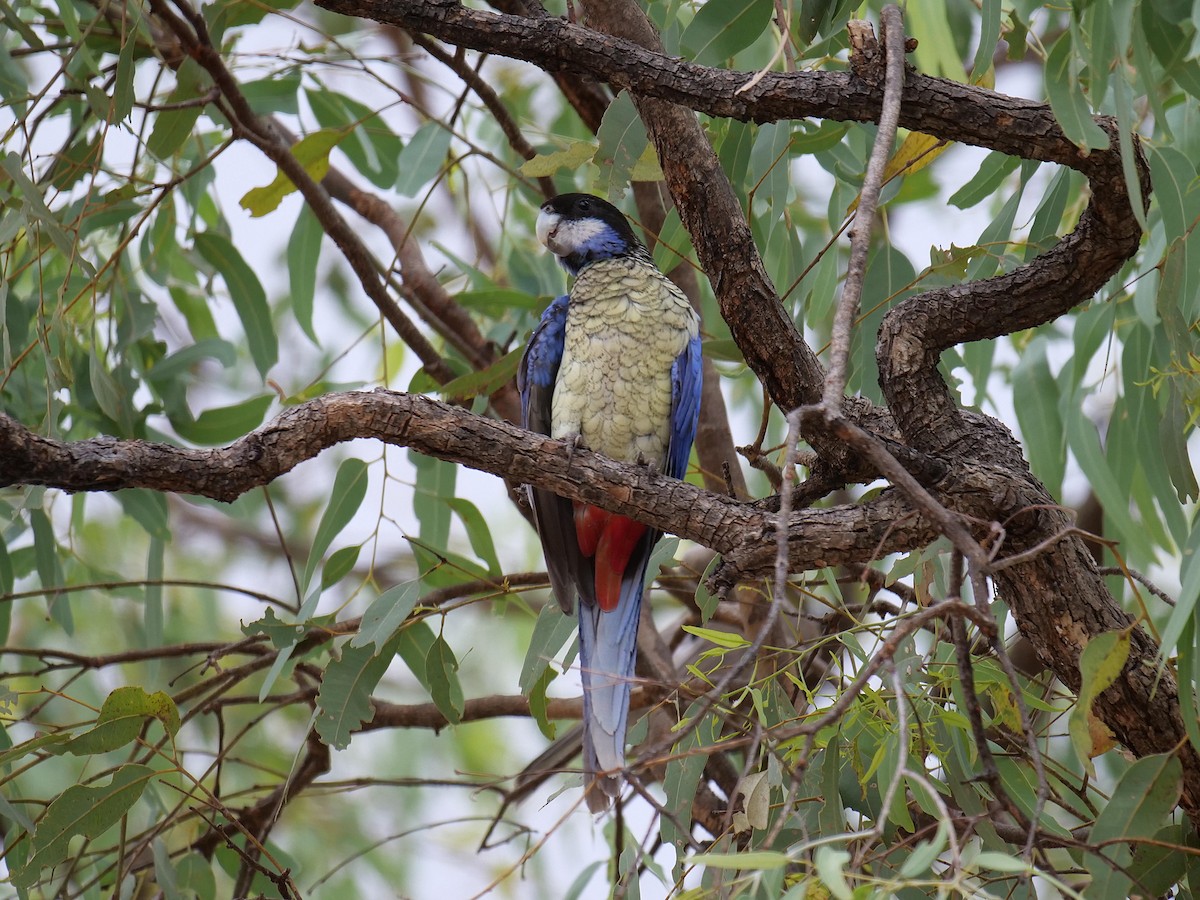 Northern Rosella - ML646303035
