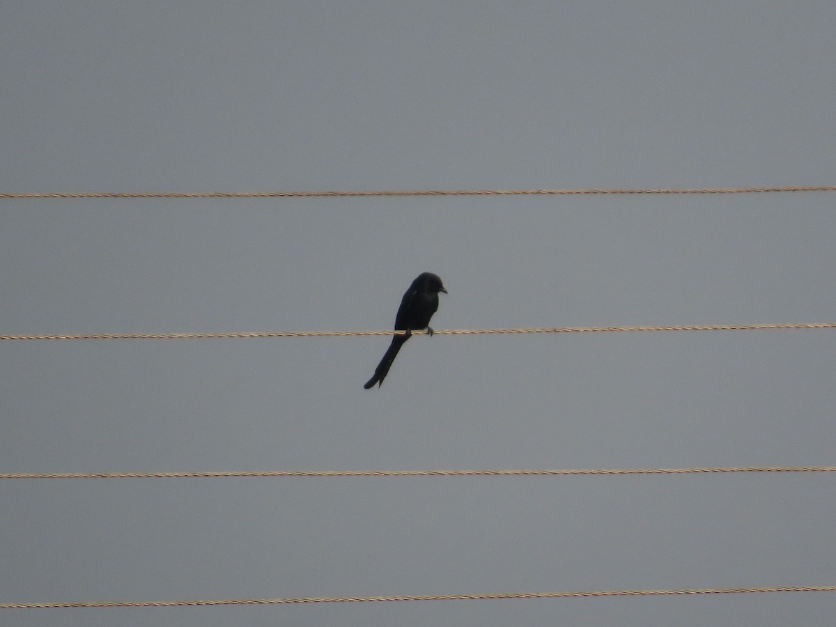 Black Drongo - ML646303039