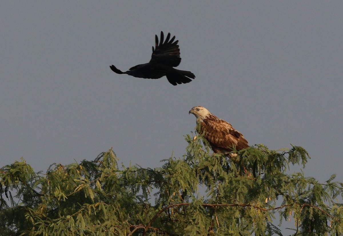 Buse féroce - ML646303041