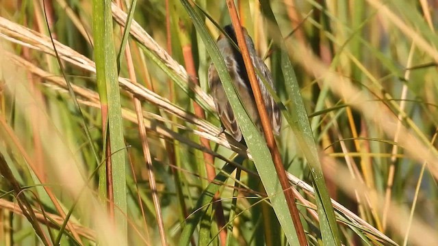 Nelson's Sparrow (Interior) - ML646303042