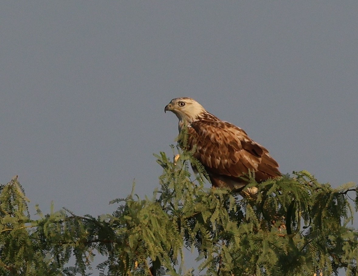 Buse féroce - ML646303044