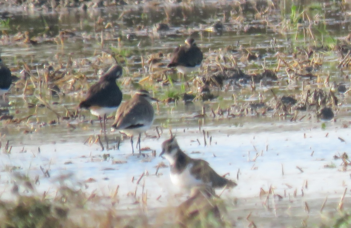 Sociable Lapwing - ML646303045