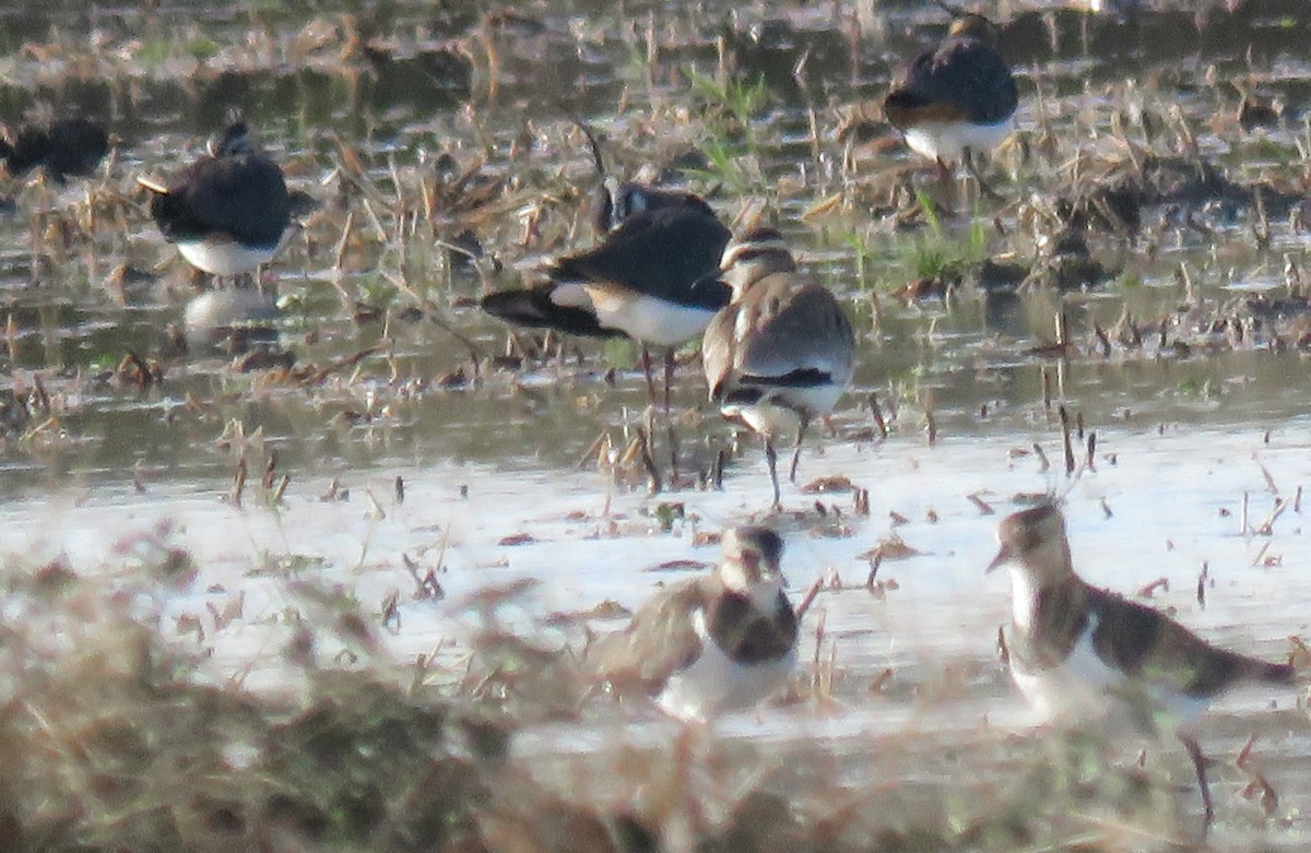 Sociable Lapwing - ML646303046